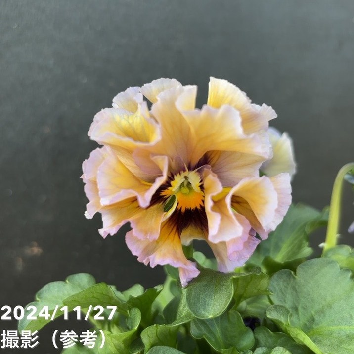 数量限定】パンジー クレール・ドゥ・リュンヌ 3.5号×3株セット｜草花