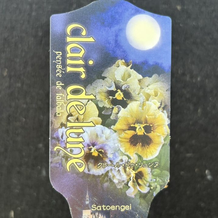 数量限定】パンジー クレール・ドゥ・リュンヌ 3.5号×3株セット｜草花