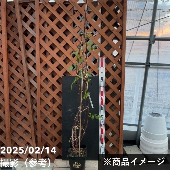 充実の長尺バラ カミーユ 7号 ロサ・オリエンティスプログレッシオ PVP