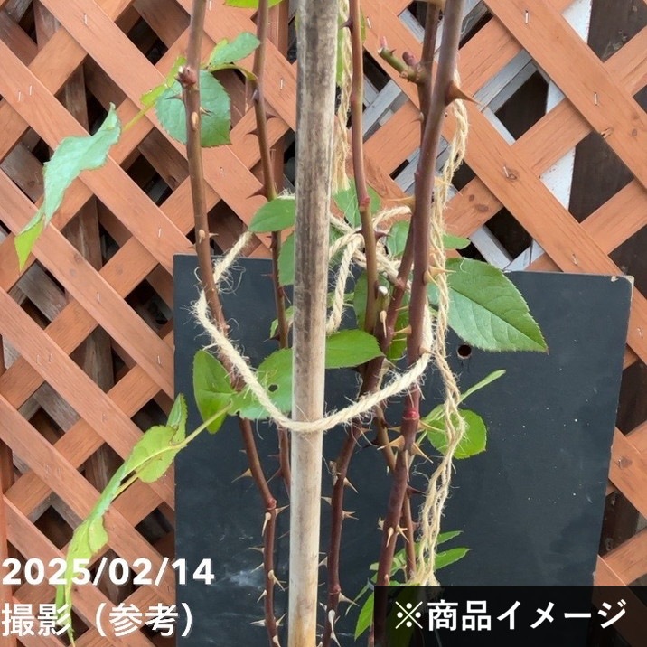 ⚠️即購入✖100円引き⚠️薔薇　カミー◯　藤色　強健　初心者向き　苗 予約苗 バラ苗 ザメイフラワー (大苗) シュラブ 半つる性 返り咲き 中