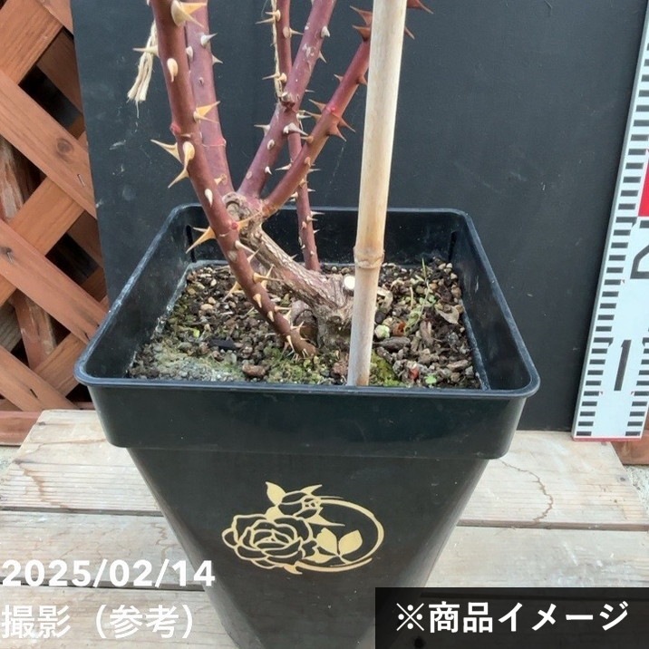 ⚠️即購入✖100円引き⚠️薔薇　カミー◯　藤色　強健　初心者向き　苗 バラ苗 大苗 2026 シャルム Charm 国産ノイバラ台木使用 | 大苗 2026