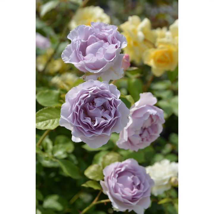 ⚠️即購入✖100円引き⚠️薔薇　カミー◯　藤色　強健　初心者向き　苗 バラ苗 大苗 2026 シャルム Charm 国産ノイバラ台木使用 | 大苗 2026