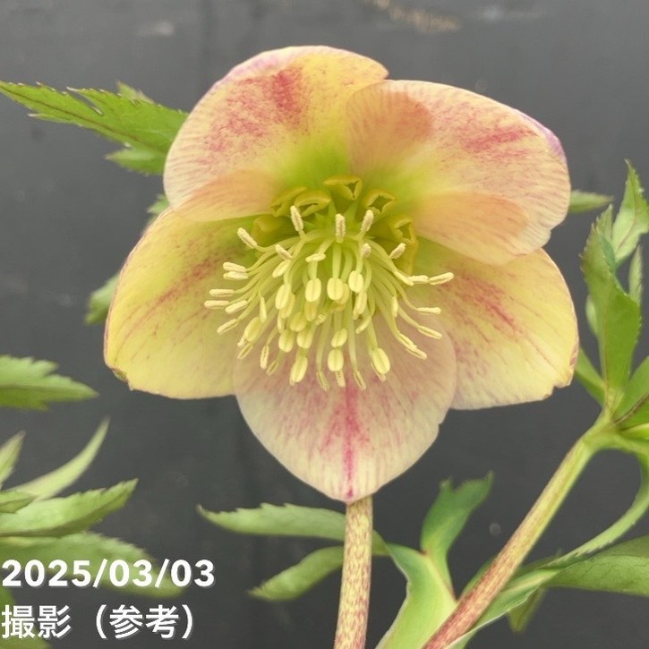 一点物】大和園 クリスマスローズ パステリッシュトレイン 4.5号（YA1