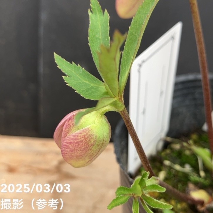 一点物】大和園 クリスマスローズ パステリッシュトレイン 4.5号（YA1