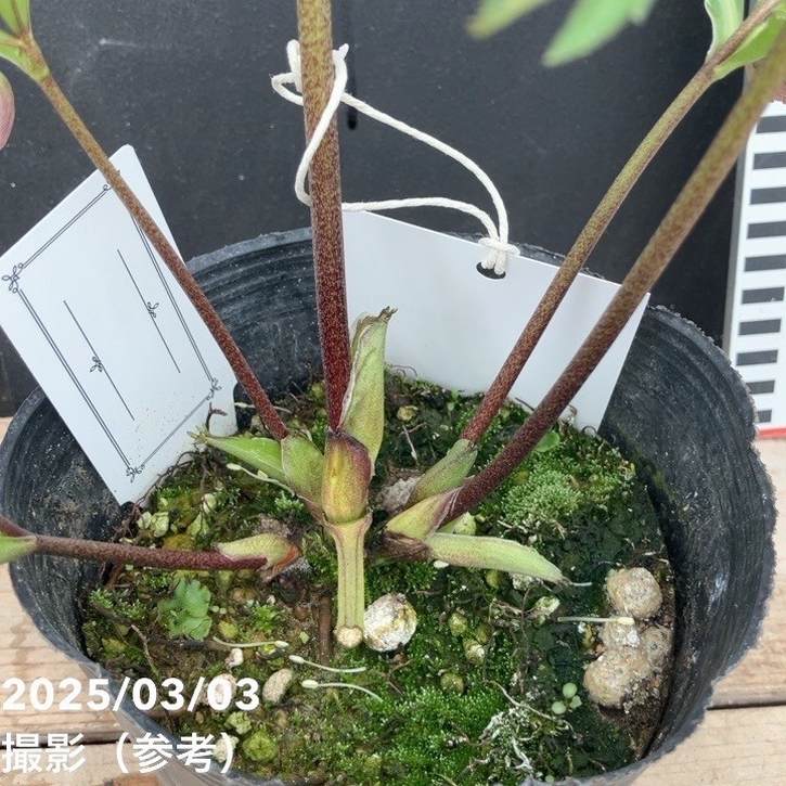 一点物】大和園 クリスマスローズ パステリッシュトレイン 4.5号（YA1