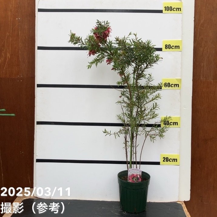 植木 送料無料】【SOUJU】香川県産オリーブの木 ネバディロブランコ 8号鉢