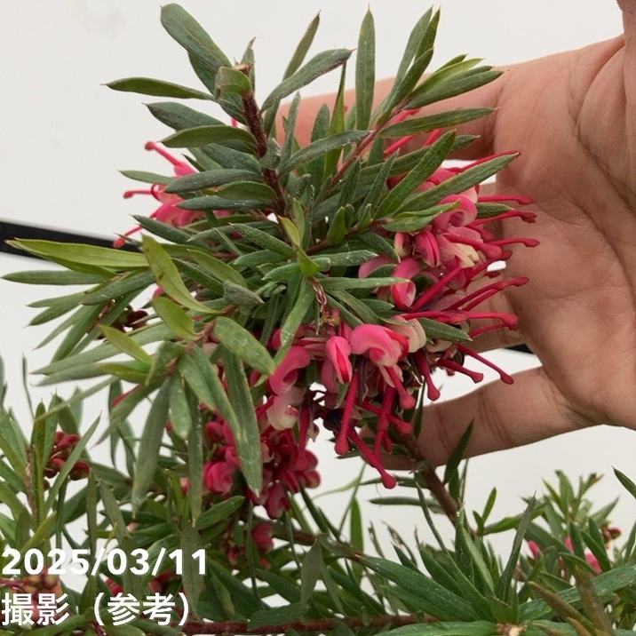 グレビレア ジョンエバンス 6号｜花木04-PA | 花木・庭木,[オージー