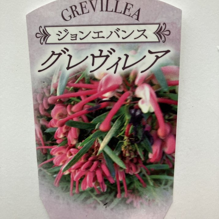 現品】グレビレア 6号（2）バンクシーアルバ 黒鉢