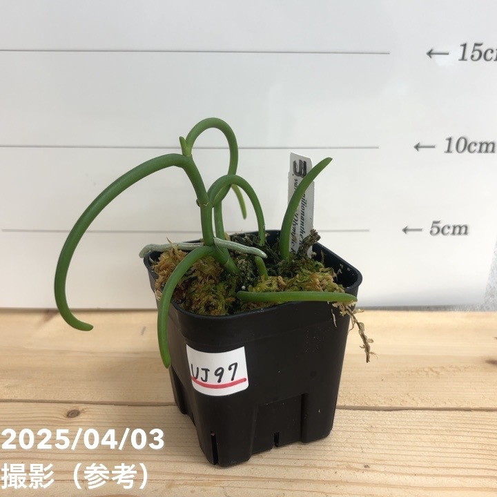 現品お届け】パピリオナンテ テレス バリエガータ オリンピック