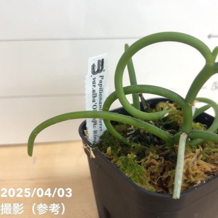 現品お届け】パピリオナンテ テレス バリエガータ オリンピック