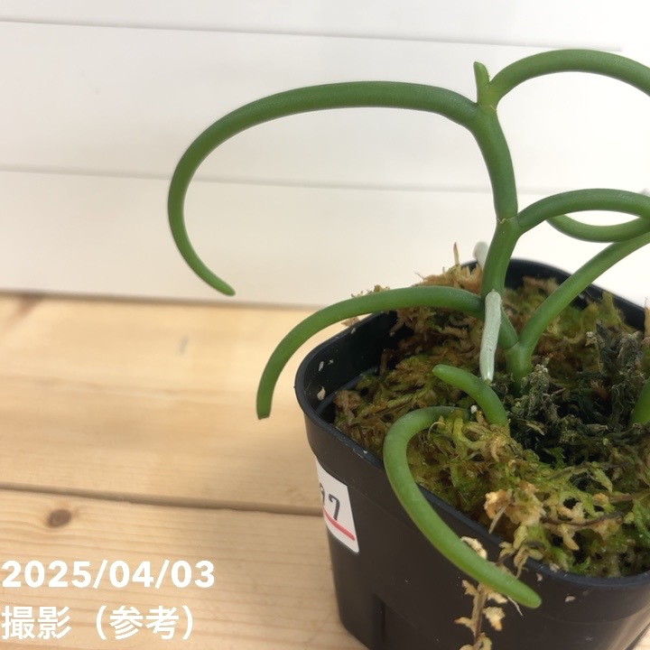 現品お届け】パピリオナンテ テレス バリエガータ オリンピック