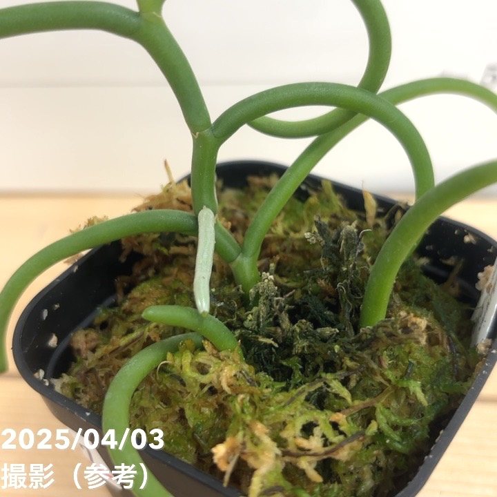 現品お届け】パピリオナンテ テレス バリエガータ オリンピック