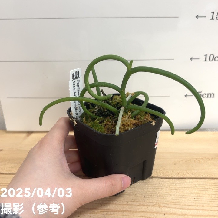 激レアパピリオナンテ 現品お届け】パピリオナンテ テレス バリエガータ オリンピック