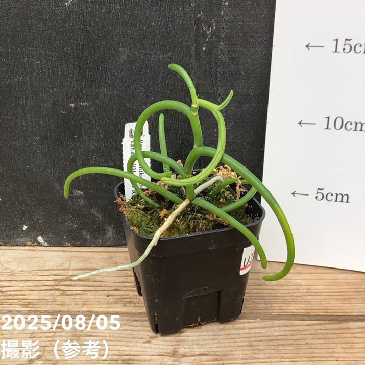 激レアパピリオナンテ 現品お届け】パピリオナンテ テレス バリエガータ オリンピック