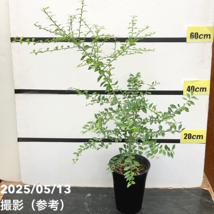 こるふぁーむ フィンガーライム 5号 ロサアイス（代引き不可）｜柑橘