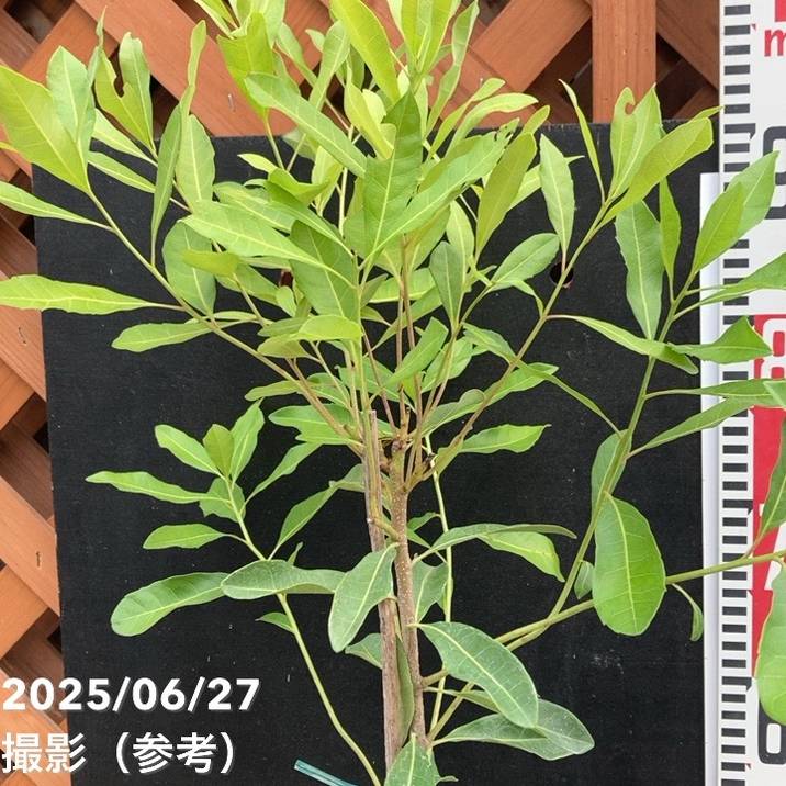 ヤマモモ 4号 森口｜果樹04-PA | 果樹,[珍しい果樹] | 赤塚植物園