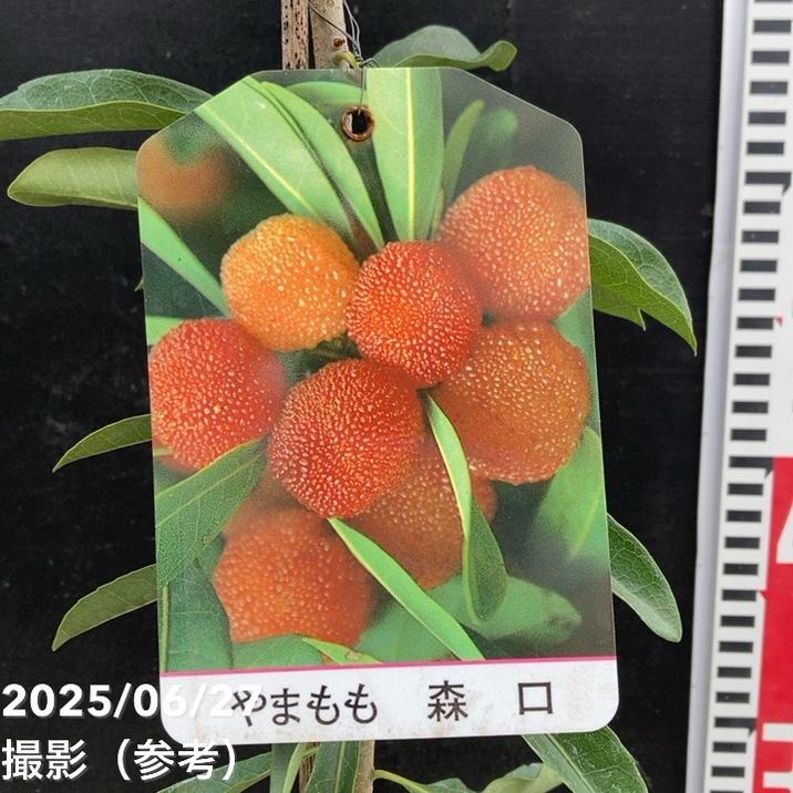 ヤマモモ 4号 森口｜果樹04-PA | 果樹,[珍しい果樹] | 赤塚植物園