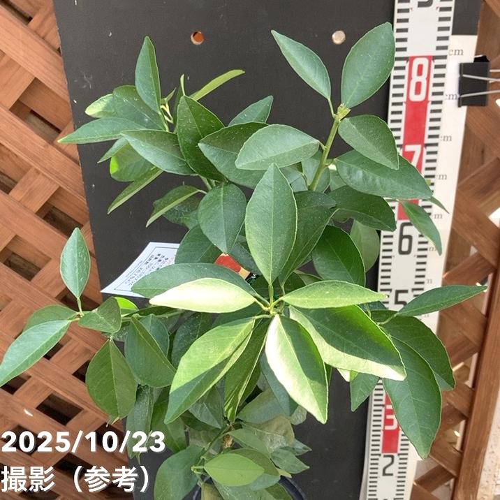 ブラッドオレンジ モロ 5号ロングポット 2年生苗｜柑橘｜果樹04-PA