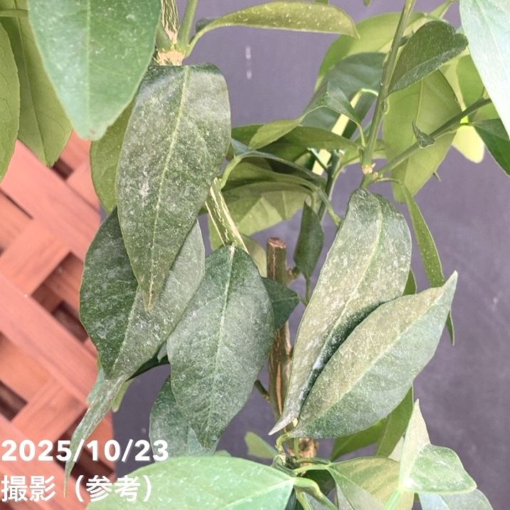 ブラッドオレンジ モロ 5号ロングポット 2年生苗｜柑橘｜果樹04-PA