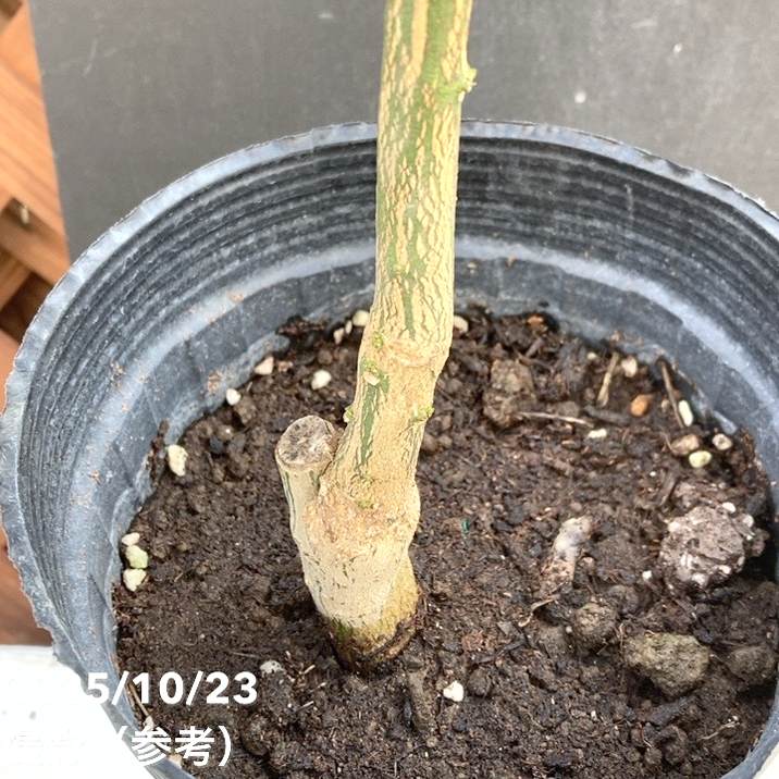 ブラッドオレンジ モロ 5号ロングポット 2年生苗｜柑橘｜果樹04-PA