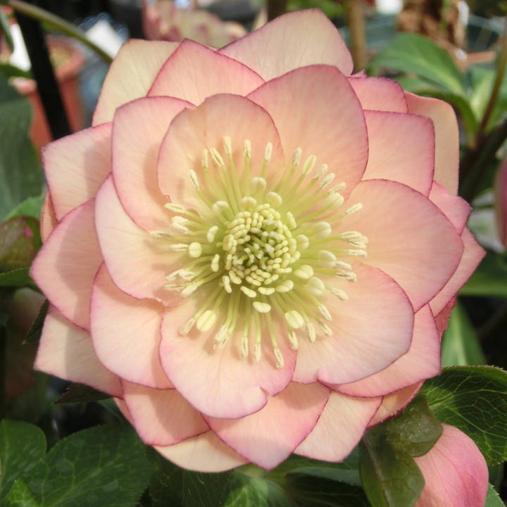 期間限定10％OFF！】クリスマスローズ 伊勢みやび 5号 夕凪｜山野01-D1