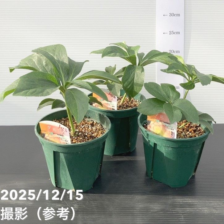 クリスマスローズ 伊勢みやび 5号 夕凪｜山野01-D1 | 草花,クリスマス