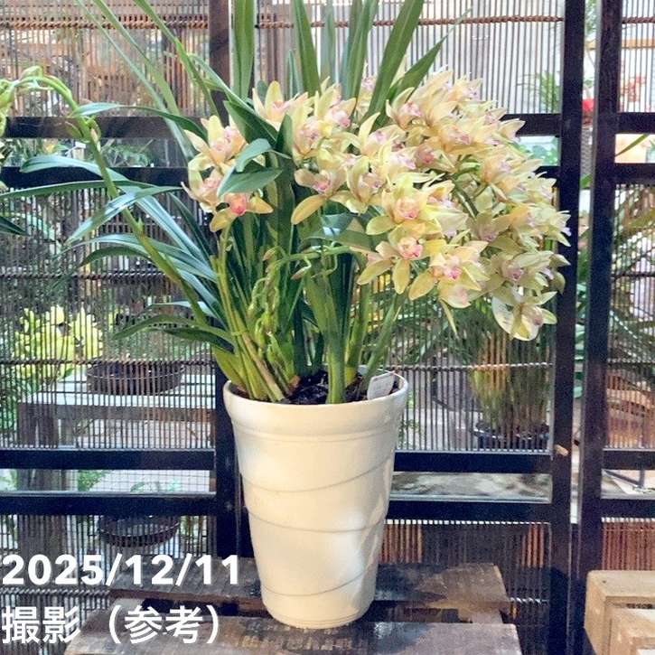 シンビジューム アーチ 7号陶器鉢 3本立 ジョーンテーラー ミリオン