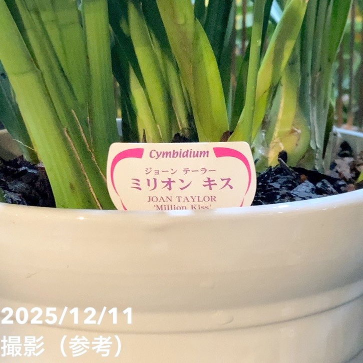 シンビジューム アーチ 7号陶器鉢 3本立 ジョーンテーラー ミリオン