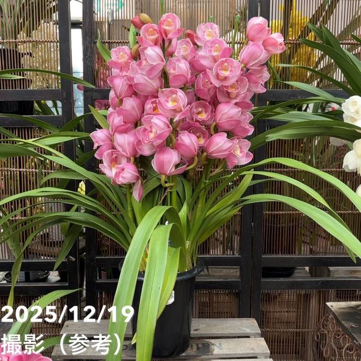 シンビジューム 6号プラ鉢 4本立 チェリーティアラ｜s200｜洋蘭04-PA