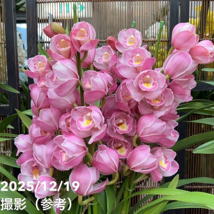 銘花　ヒライHirai 椿　鉢底約70cm C 銘花 ヒライHirai 椿 鉢底約70cm C 銘花 ヒライHirai 椿 鉢底約100cm B