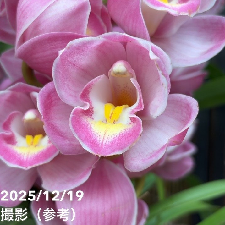 シンビジューム 6号プラ鉢 4本立 チェリーティアラ｜s200｜洋蘭04-PA