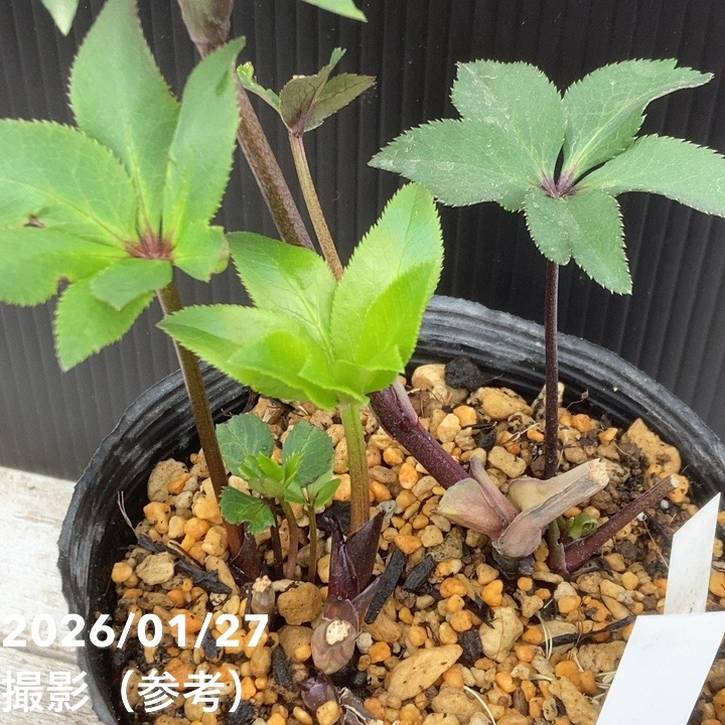一点物】加藤農園 小輪プレミアムクリスマスローズ Little Collection