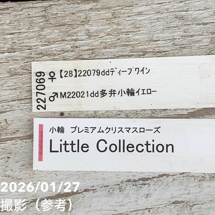 一点物】加藤農園 小輪プレミアムクリスマスローズ Little Collection