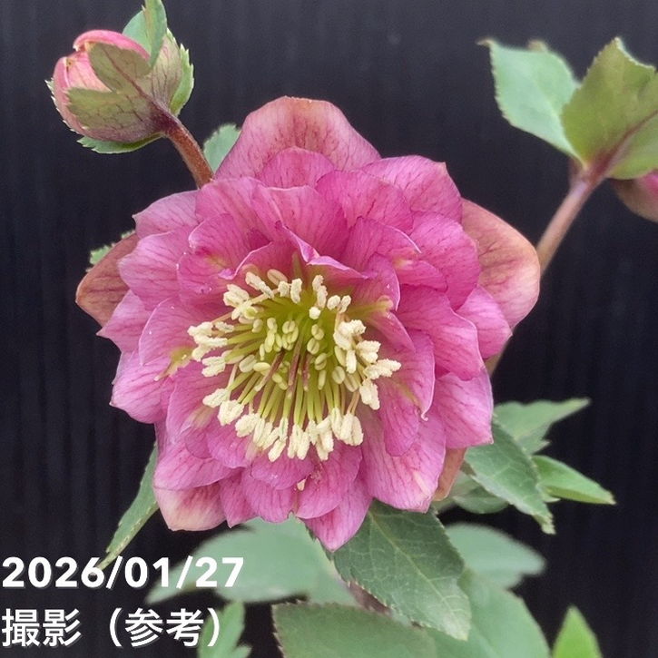 リピーター様ローズGaden様御まとめ御購入品♡ 希少‼️①加藤農園さんの多弁クリスマスローズ アフロディーテ八重咲