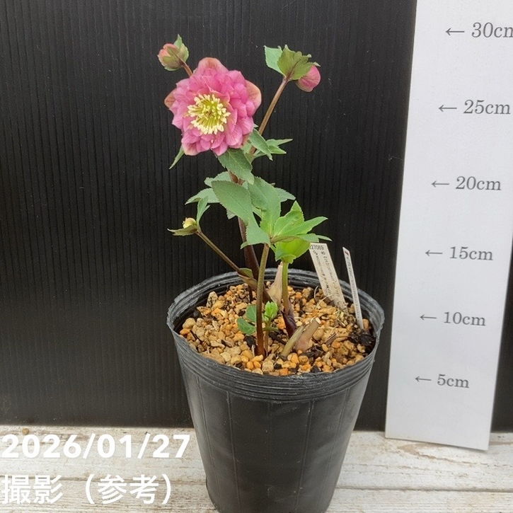 リピーター様ローズGaden様御まとめ御購入品♡ 売り場に植物🪴たちが並びました〜💪 売り場をパシャリと📷写してみ