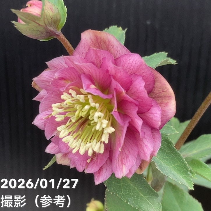 一点物】加藤農園 小輪プレミアムクリスマスローズ Little Collection