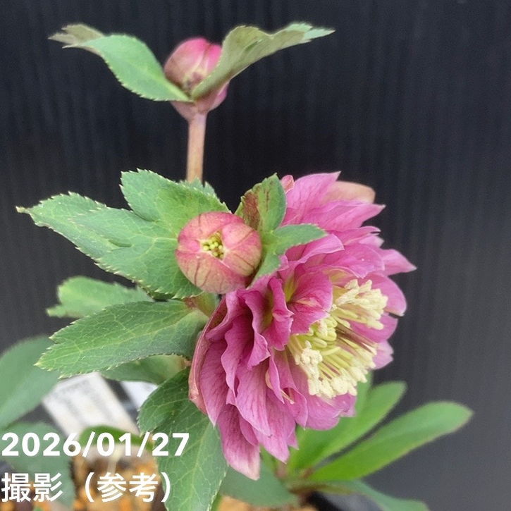 クマちゃん㉖-23㉖-43クリスマスローズ 一点物】加藤農園 小輪プレミアムクリスマスローズ Little Collection