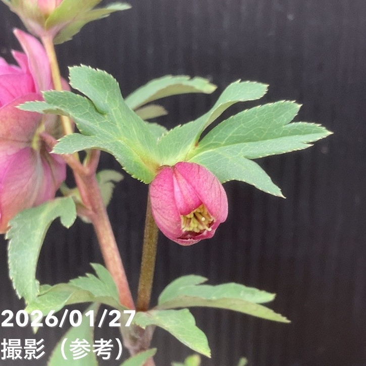 一点物】加藤農園 小輪プレミアムクリスマスローズ Little Collection