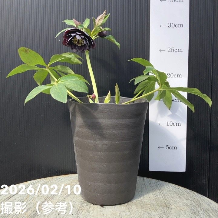 一点物】広瀬園芸 クリスマスローズ 4.5号（HR19）｜山野04-PA | 草花