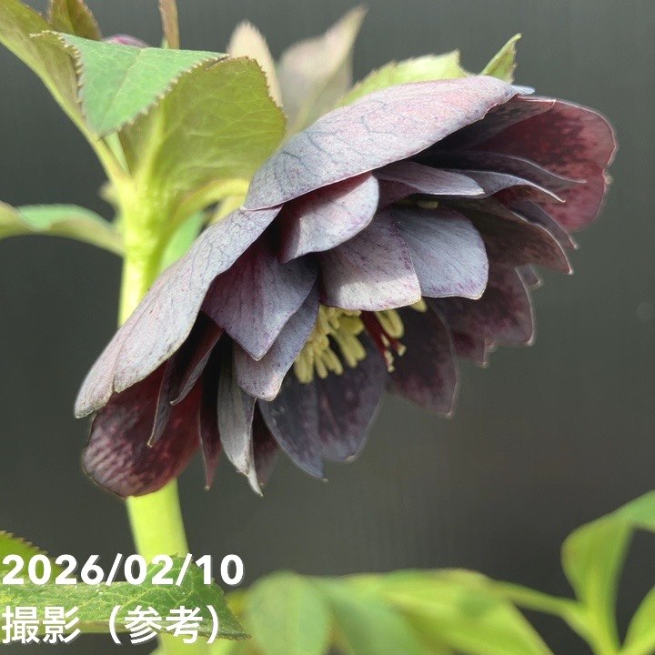 一点物】広瀬園芸 クリスマスローズ 4.5号（HR19）｜山野04-PA | 草花