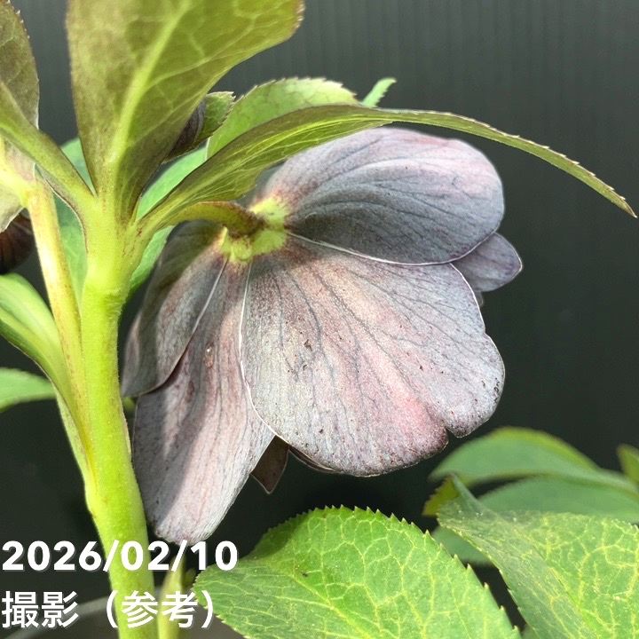 一点物】広瀬園芸 クリスマスローズ 4.5号（HR19）｜山野04-PA | 草花