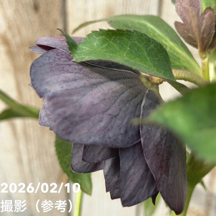 一点物】広瀬園芸 クリスマスローズ 4.5号（HR19）｜山野04-PA | 草花