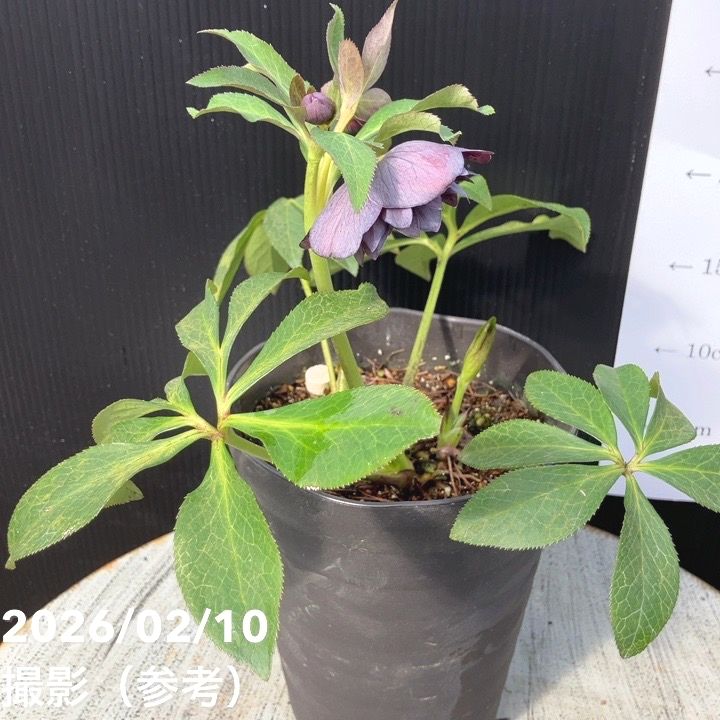 一点物】広瀬園芸 クリスマスローズ 4.5号（HR19）｜山野04-PA | 草花