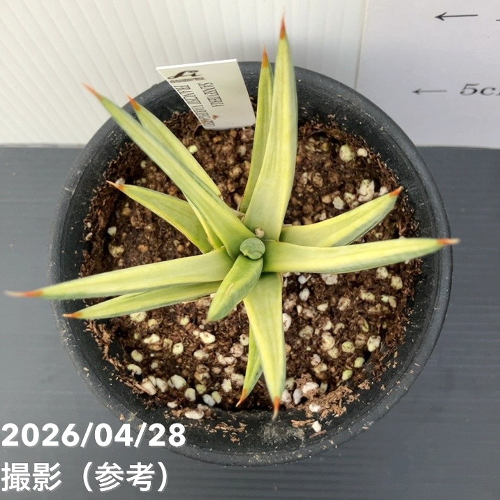 サンスベリア 3.5号 フランシシー バリエガータ 斑入り プラ鉢｜観葉02