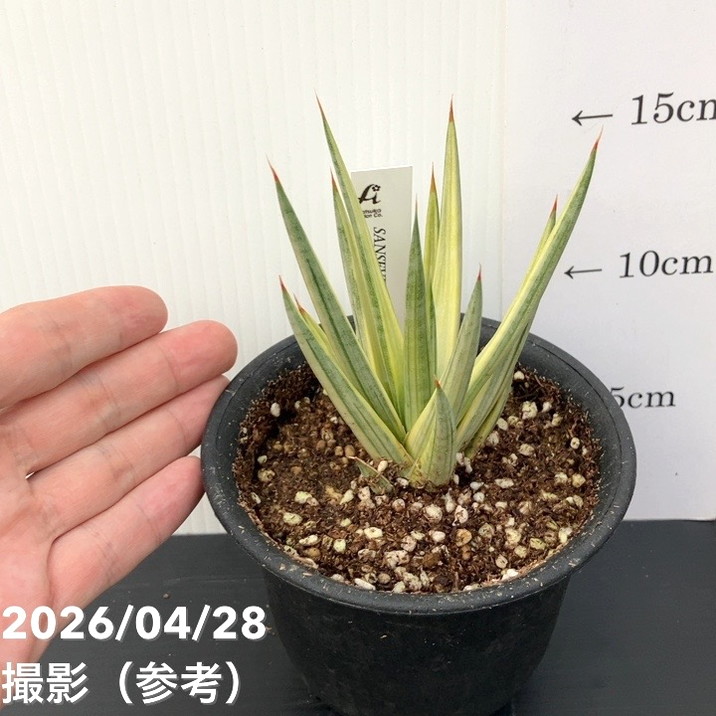 サンスベリア 3.5号 フランシシー バリエガータ 斑入り プラ鉢｜観葉02