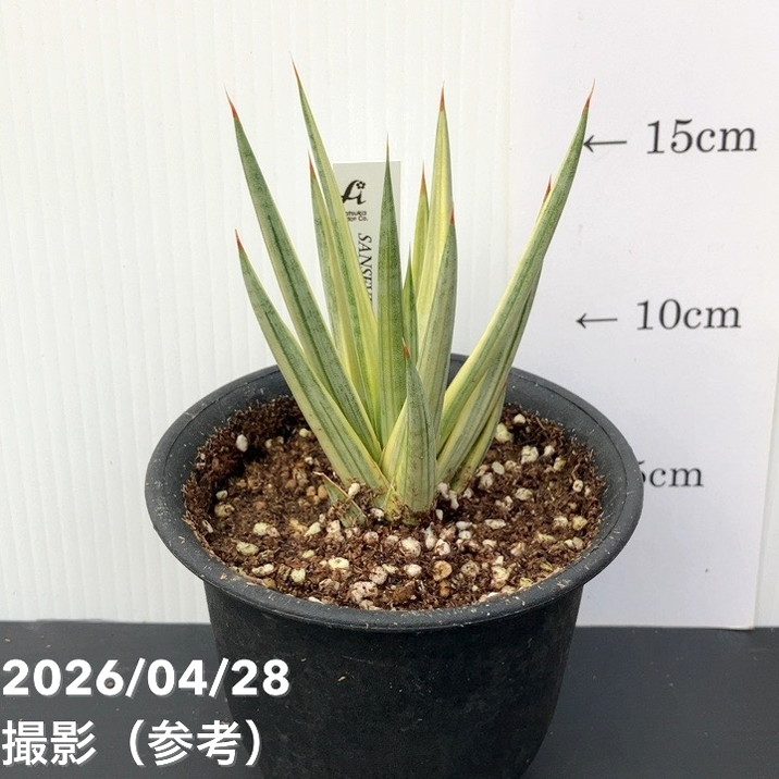 サンスベリア 3.5号 フランシシー バリエガータ 斑入り プラ鉢｜観葉02