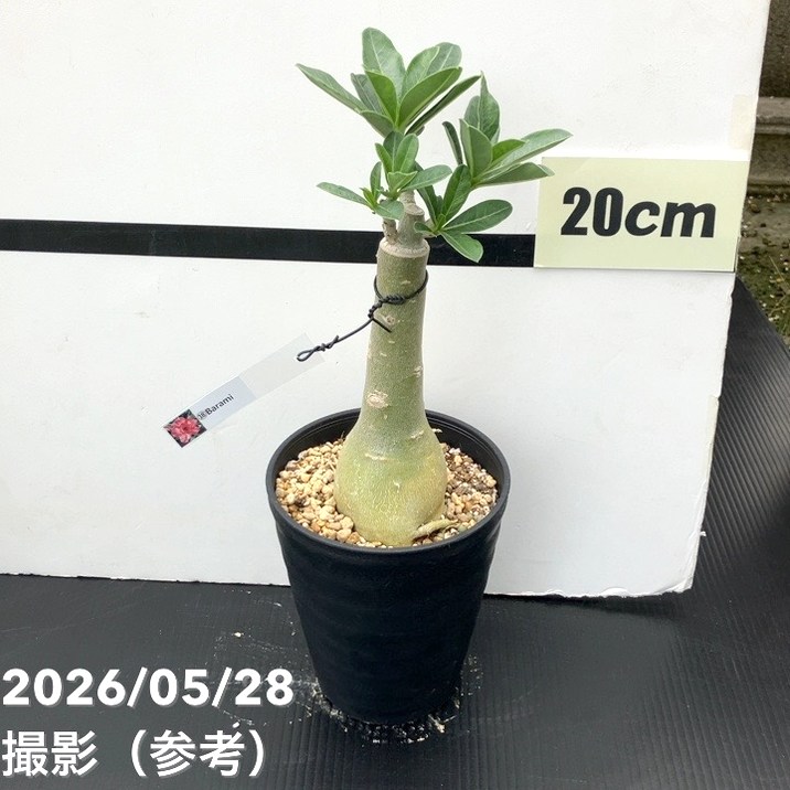アデニウム オベスム 4号 Barami（18）｜観葉01-D1 | 観葉・多肉