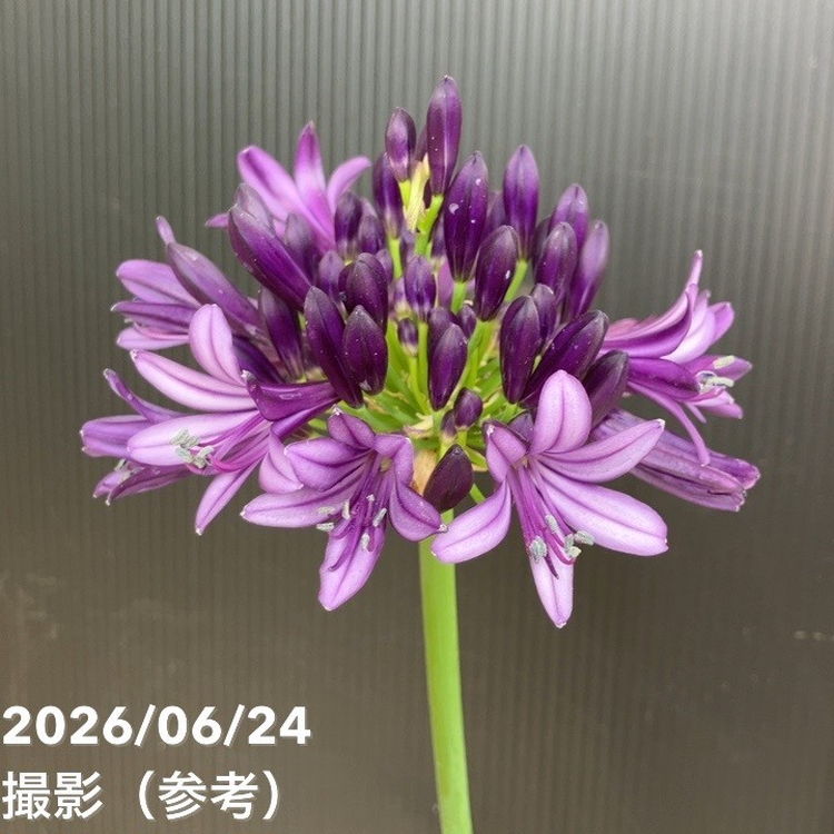 決算P5倍！8/2まで】アガパンサス ブラックジャック 3.5号｜草花04-PA