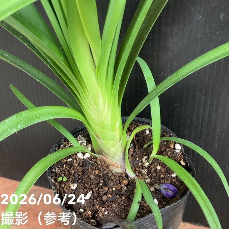 決算P5倍！8/2まで】アガパンサス ブラックジャック 3.5号｜草花04-PA