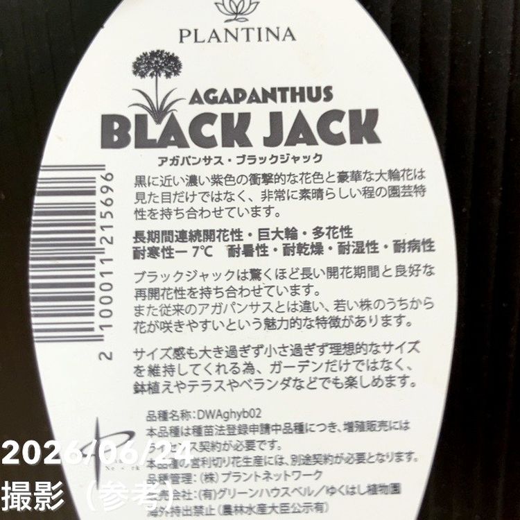 アガパンサスブラックジャック 正規タグ付き 決算P5倍！8/2まで】アガパンサス ブラックジャック 3.5号｜草花04-PA